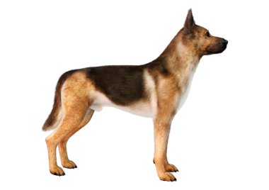 Beyaz arka planda izole edilmiş bir Alman çoban köpeğinin 3 boyutlu görüntüsü