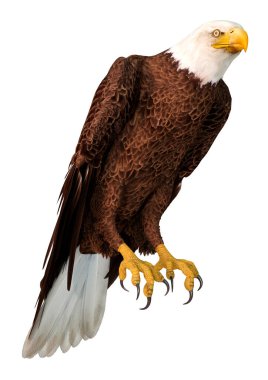 Beyaz arkaplanda izole edilmiş bir kel kartalın 3B görüntülemesi