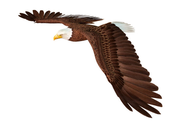 3D рендеринг лысого орла на белом фоне