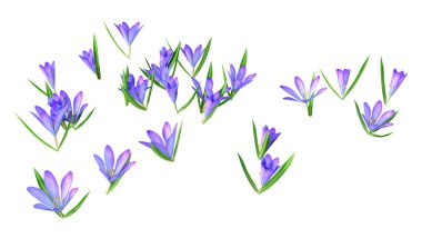 Beyaz arkaplanda izole edilmiş üç boyutlu crocus çiçekleri oluşturma
