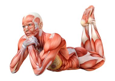 Beyaz arka planda izole edilmiş kas haritaları olan üç boyutlu bir kadın figürü