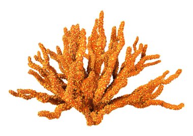 Bir mercanın 3 boyutlu görüntüsü, beyaz arka planda izole edilmiş bir deniz omurgasızı.