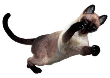 Beyaz arka planda izole edilmiş bir siyam kedisinin 3 boyutlu canlandırması