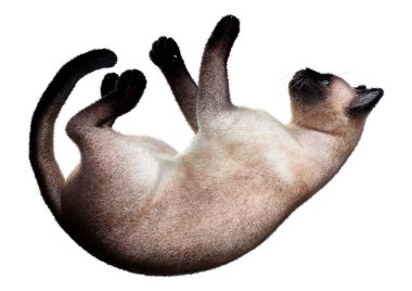 Beyaz arka planda izole edilmiş bir siyam kedisinin 3B görüntülemesi