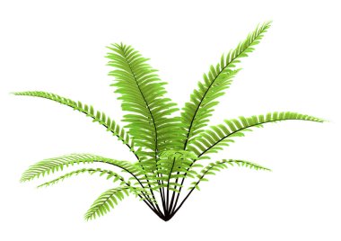 Beyaz arkaplanda izole edilmiş yeşil eğreltiotu 3D görüntüleme