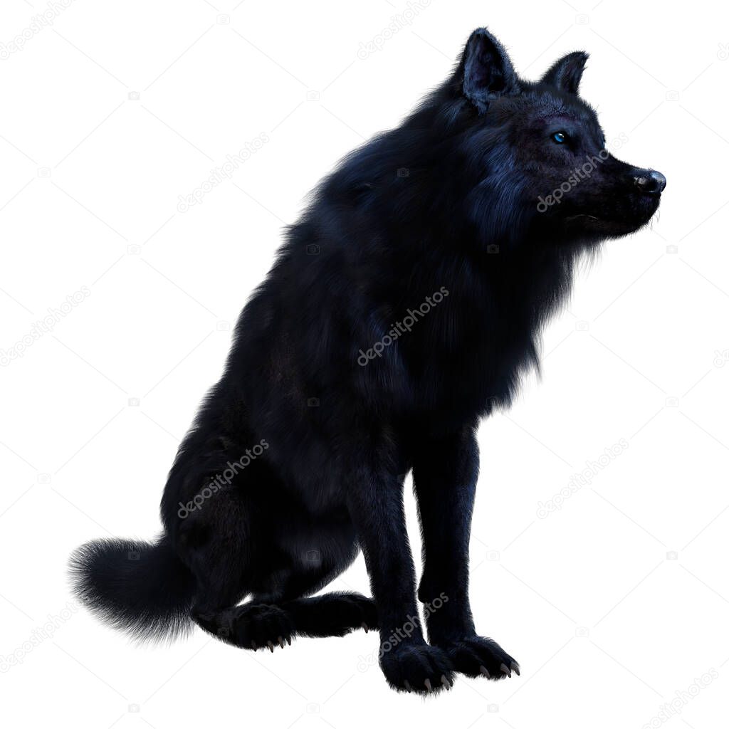 3D rendering of a black wolf isolated on white background