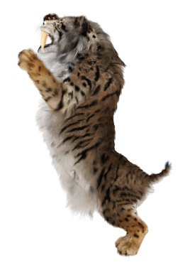 Kılıç dişli kaplanın 3 boyutlu görüntüsü beyaz arkaplanda izole edilmiş.