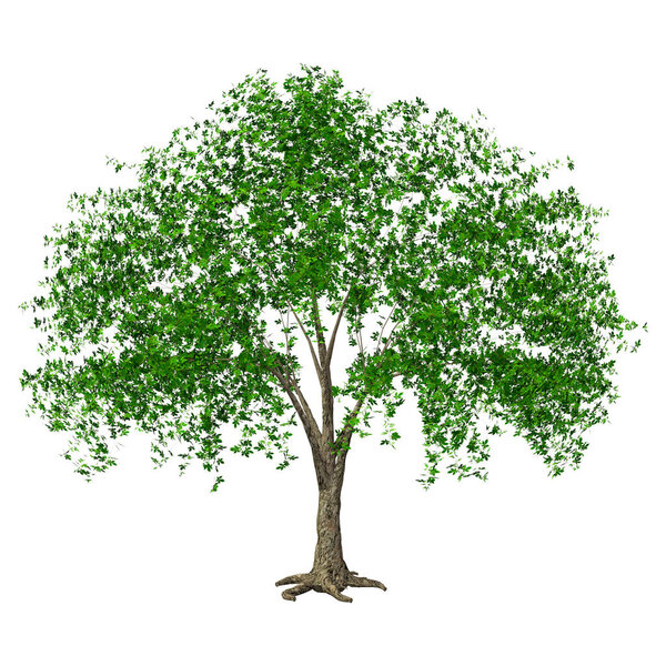 3D rendering of a green chestnut tree isolated on white background