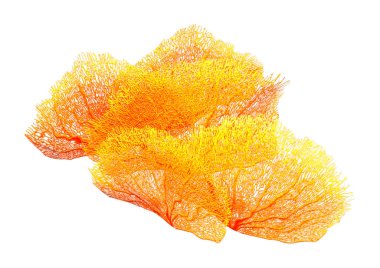 Bir mercanın 3 boyutlu görüntüsü, beyaz arka planda izole edilmiş bir deniz omurgasızı.