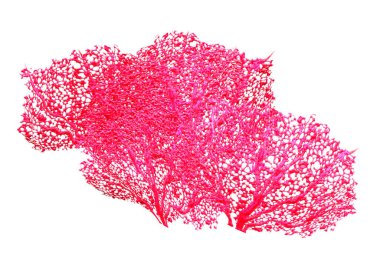 Bir mercanın 3 boyutlu görüntüsü, beyaz arka planda izole edilmiş bir deniz omurgasızı.