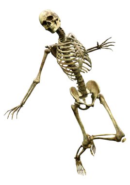 Beyaz arkaplanda izole edilmiş bir insan iskeletinin 3 boyutlu görüntülenmesi