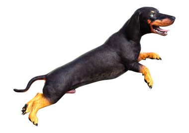 Dachshund, porsuk ya da sosisli sandviçin beyaz arka planda 3 boyutlu görüntülenmesi