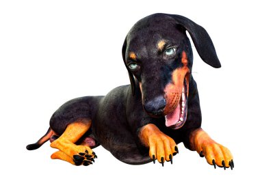 Dachshund, porsuk ya da sosisli sandviçin beyaz arka planda 3 boyutlu görüntülenmesi