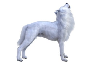 Beyaz arkaplanda izole edilmiş bir kutup kurdunun 3D görüntüsü