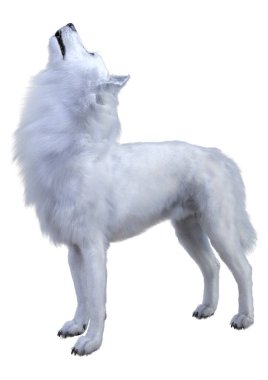 Beyaz arkaplanda izole edilmiş bir kutup kurdunun 3D görüntüsü