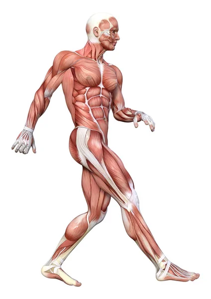 白い背景に筋肉の地図が孤立した男性像の3Dレンダリング — ストック写真