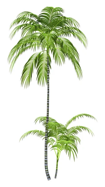 Beyaz Arkaplanda Izole Edilmiş Yeşil Palmiye Ağacının Görüntülemesi — Stok fotoğraf