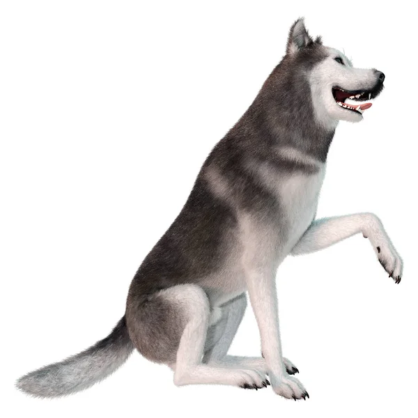 Rendering Cane Husky Siberiano Isolato Sfondo Bianco — Foto Stock