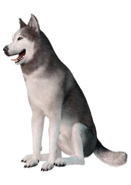 Rendering Eines Sibirischen Husky Hundes Isoliert Auf Weißem Hintergrund — Stockfoto