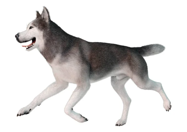 Rendering Cane Husky Siberiano Isolato Sfondo Bianco — Foto Stock