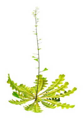 Bir çobanın çantasının 3D görüntülenmesi veya beyaz arka planda izole edilmiş Capsella bursa pastoris bitkisi