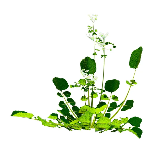 Renderização Uma Planta Florescendo Bittercress Barbarea Vulgaris Isolado Fundo Branco — Fotografia de Stock