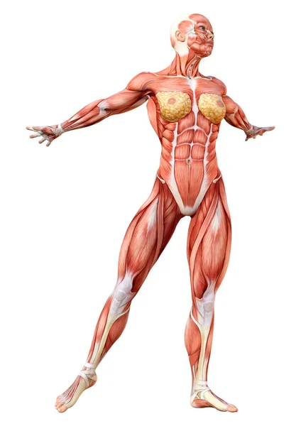 Rendering Female Figure Muscle Maps Isolated White Background — Stock Photo, Image