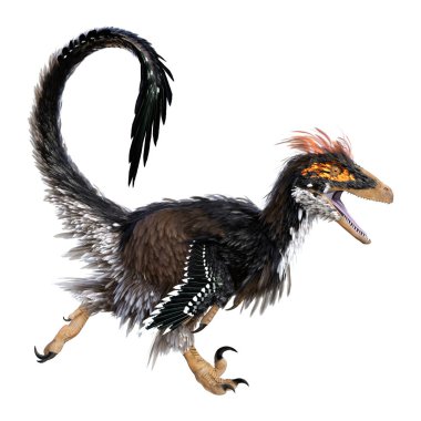 Beyaz arka planda izole edilmiş bir dinozor Deinonychus Antirrhopus 'un 3 boyutlu canlandırması