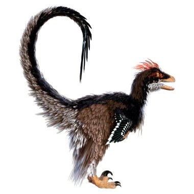 Beyaz arka planda izole edilmiş bir dinozor Deinonychus Antirrhopus 'un 3 boyutlu canlandırması