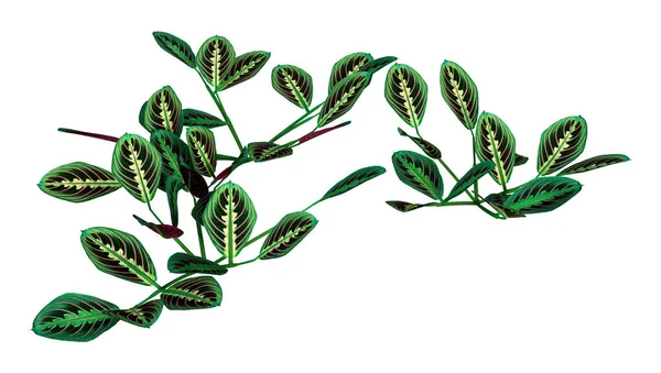 Egy Fehér Alapon Izolált Zöld Kígyóbőr Növény Renderelése — Stock Fotó