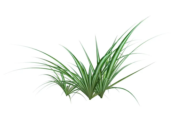 白色背景下分离的绿叶绿素植物的三维绘制 — 图库照片