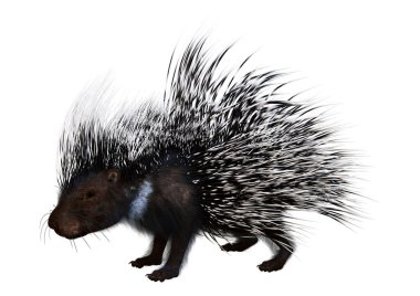 3D rendering of a crested porcupine or Hystrix cristata isolated on white background clipart