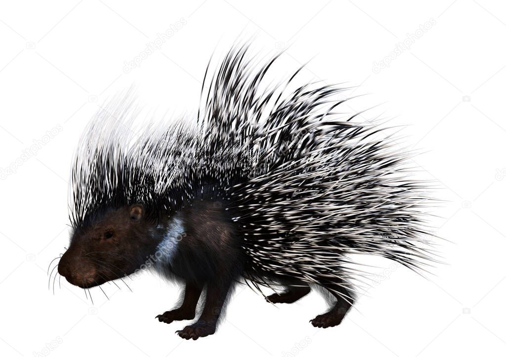 3D rendering of a crested porcupine or Hystrix cristata isolated on white background