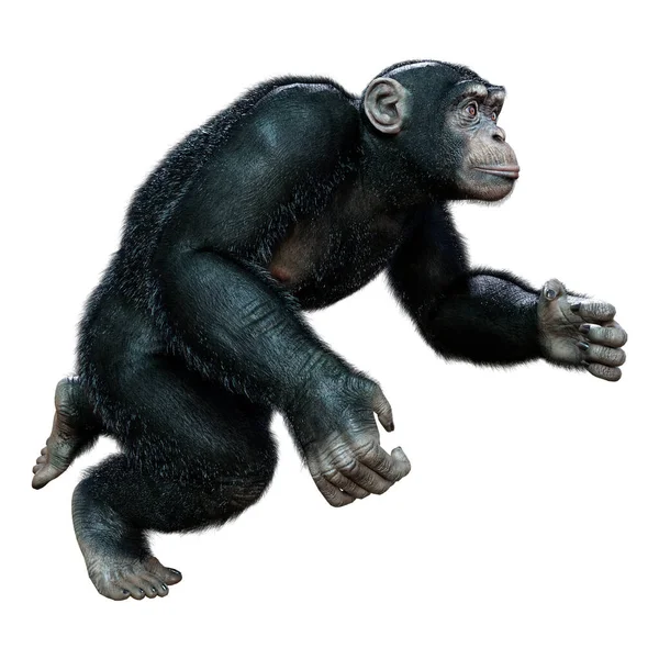 Renderização Grande Chimpanzé Isolado Fundo Branco — Fotografia de Stock