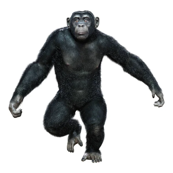 Renderização Grande Chimpanzé Isolado Fundo Branco — Fotografia de Stock