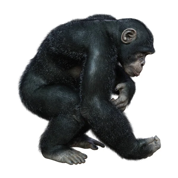 Renderização Grande Chimpanzé Isolado Fundo Branco — Fotografia de Stock