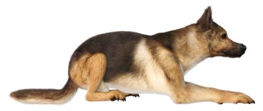 Beyaz arka planda izole edilmiş bir Alman çoban köpeğinin 3 boyutlu görüntüsü