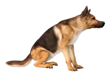 Beyaz arka planda izole edilmiş bir Alman çoban köpeğinin 3 boyutlu görüntüsü