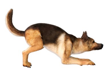 Beyaz arka planda izole edilmiş bir Alman çoban köpeğinin 3 boyutlu görüntüsü