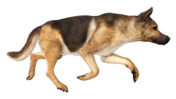 Зображення Німецького Собаки Пастуха Ізольованого Білому Тлі — стокове фото