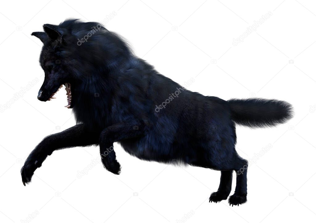 3D rendering of a black wolf isolated on white background