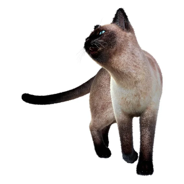 การแสดงภาพ ของแมวสยามท แยกก นบนพ นหล ขาว — ภาพถ่ายสต็อก