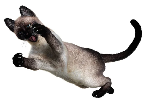 Rendering Van Een Siamese Kat Geïsoleerd Witte Achtergrond — Stockfoto