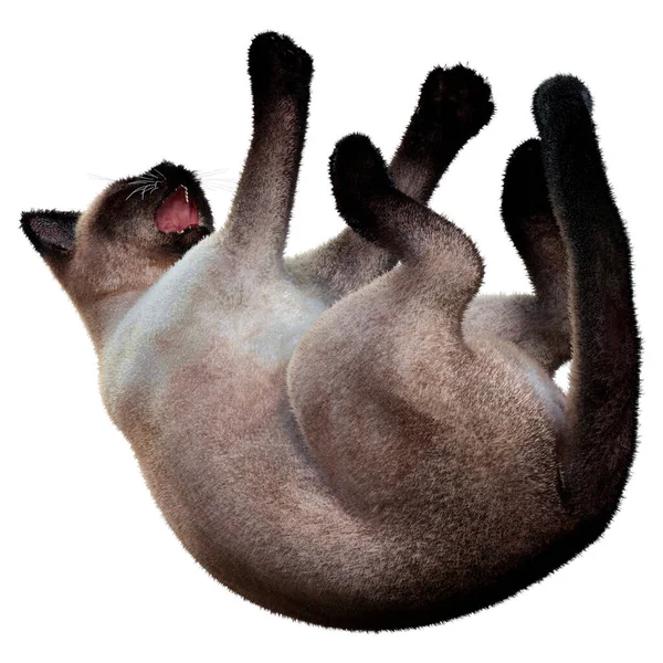 白地に隔離されたサンマ猫の3Dレンダリング — ストック写真