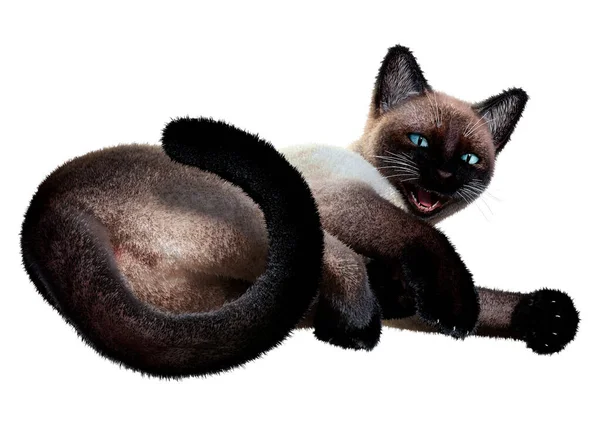 การแสดงภาพ ของแมวสยามท แยกก นบนพ นหล ขาว — ภาพถ่ายสต็อก