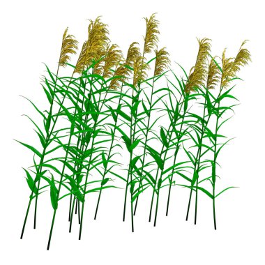 Beyaz arkaplanda izole edilmiş phragmite bitkilerinin 3B görüntülenmesi