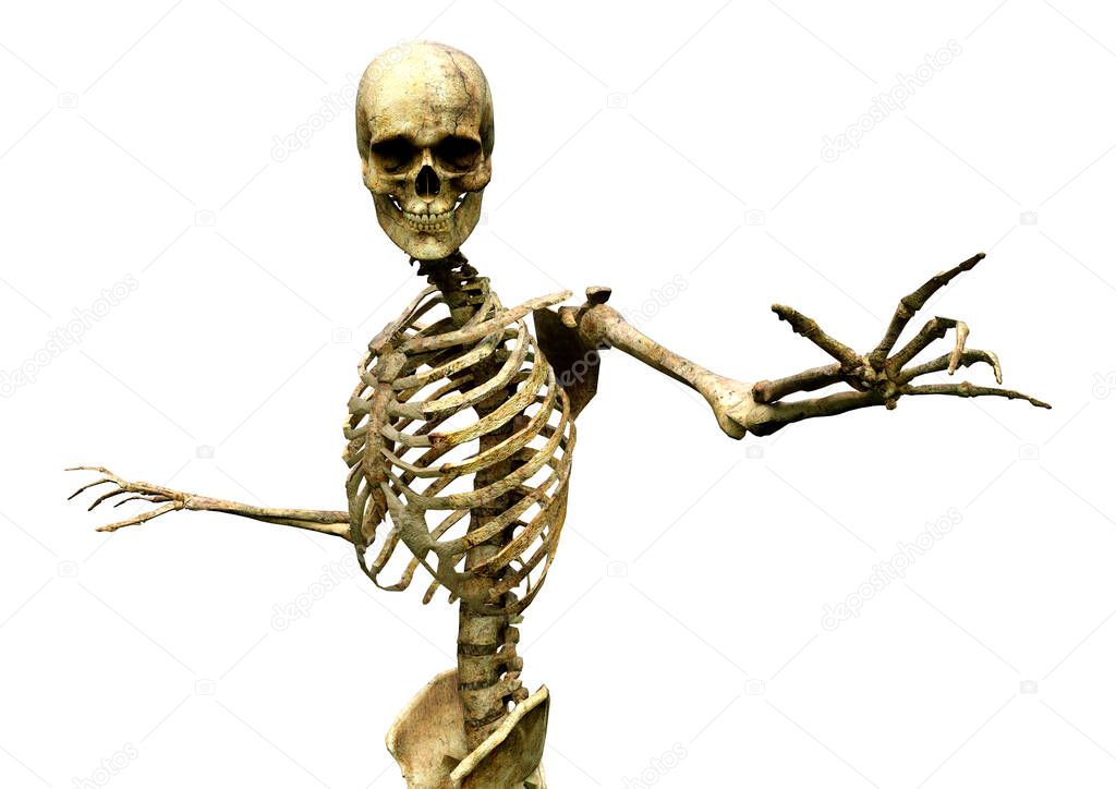 3D rendering of a human skeleton isolated on white background