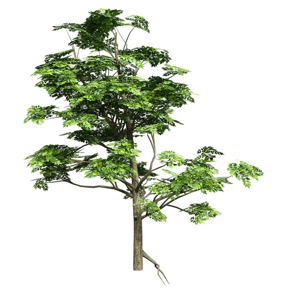 Візуалізація Зеленого Дерева Попелу Або Fraxinus Excelsior Ізольовано Білому Тлі — стокове фото