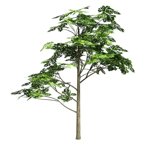Weergave Van Een Groene Essenboom Fraxinus Excelsior Geïsoleerd Witte Achtergrond — Stockfoto