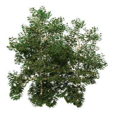 Bir çınar ağacının 3 boyutlu görüntülenmesi veya beyaz arkaplanda izole edilmiş Platanus batcidentalis